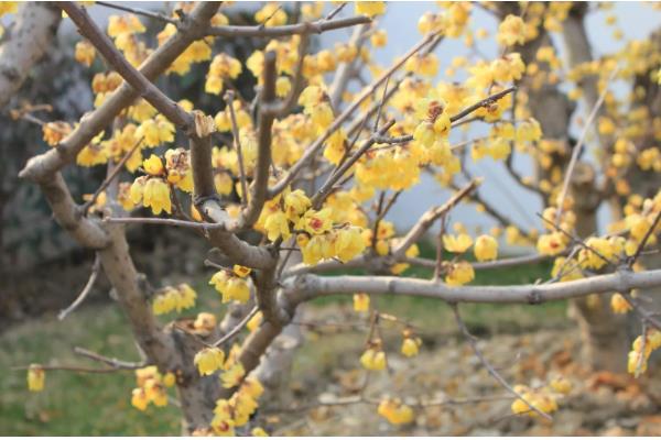新栽的腊梅花根多长时间发芽，需要30天左右