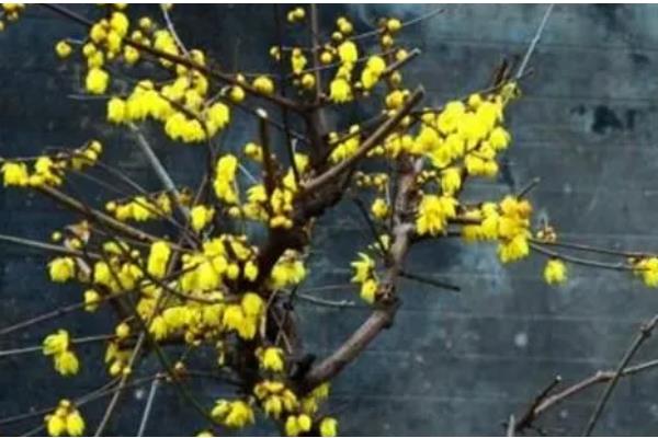 新栽的腊梅花根多长时间发芽，需要30天左右