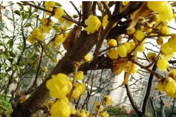 新栽的腊梅花根多长时间发芽，需要30天左右