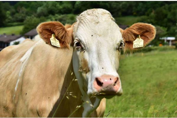 牛蜱虫的消灭方法，让家畜定期药浴