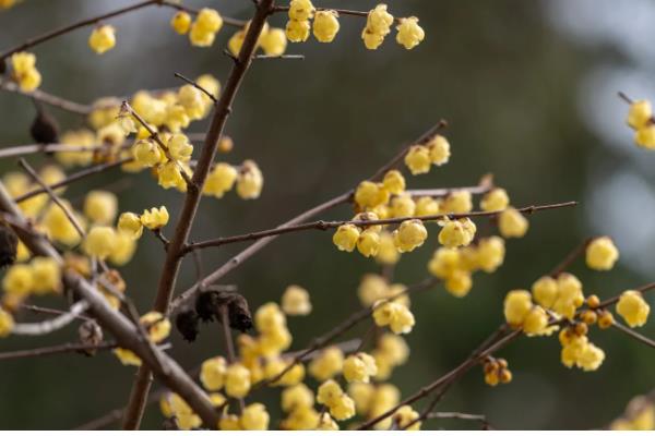 新栽的腊梅花根多长时间发芽，需要30天左右