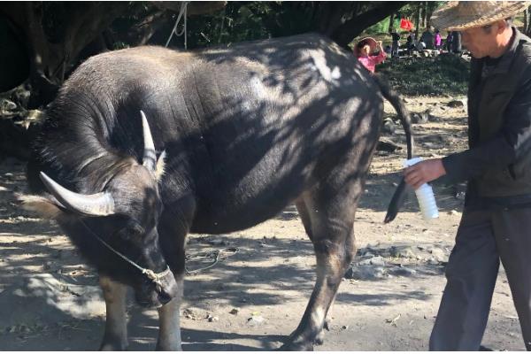 牛蜱虫的消灭方法，让家畜定期药浴