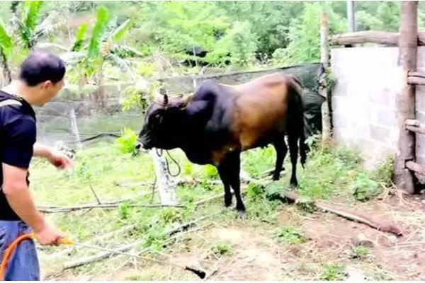 牛蜱虫的消灭方法，让家畜定期药浴