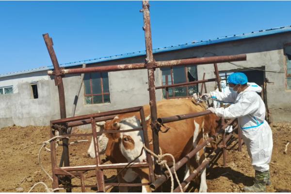 牛蜱虫的消灭方法，让家畜定期药浴