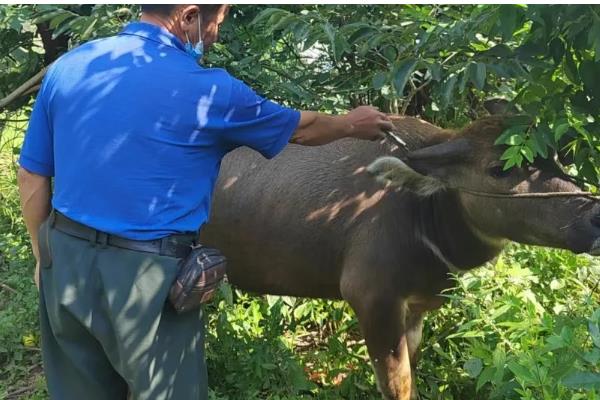 牛蜱虫的消灭方法，让家畜定期药浴