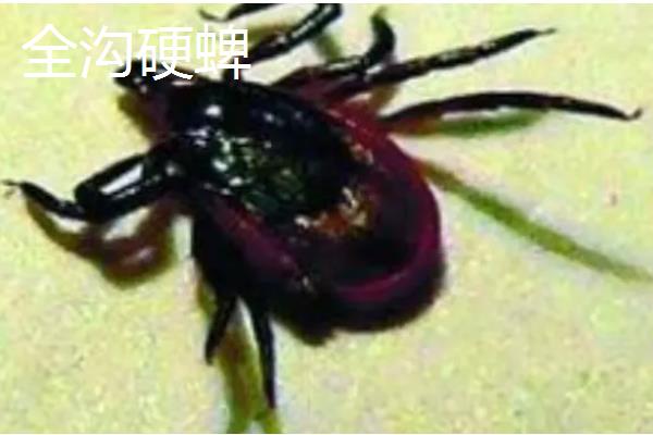 牛蜱虫的消灭方法，让家畜定期药浴