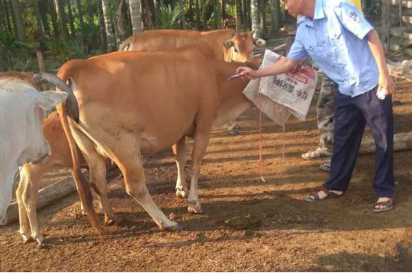 牛蜱虫的消灭方法，让家畜定期药浴