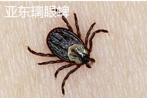 牛蜱虫的消灭方法，让家畜定期药浴