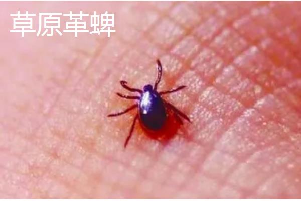 牛蜱虫的消灭方法，让家畜定期药浴