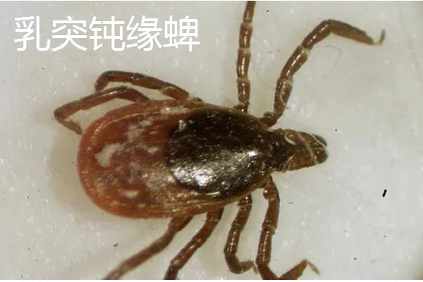 牛蜱虫的消灭方法，让家畜定期药浴