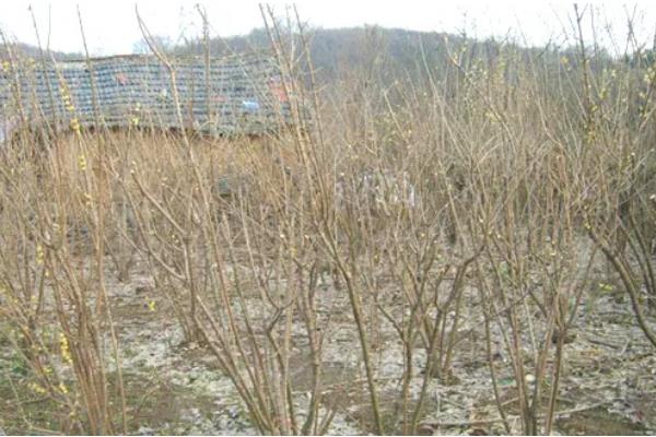 新栽的腊梅花根多长时间发芽，需要30天左右