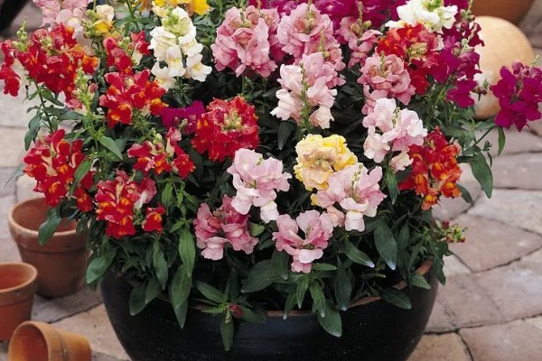 金鱼草有什么作用，可用来观赏、榨油、净化空气