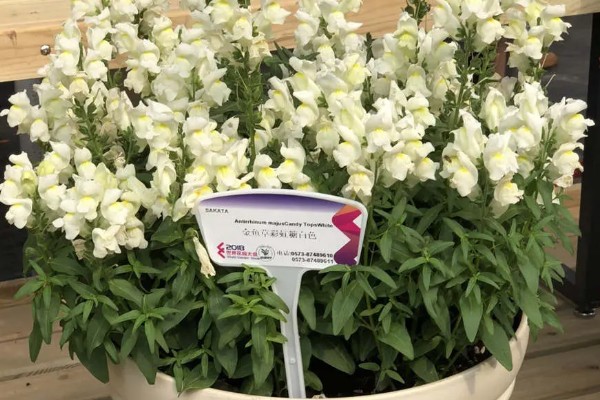 金鱼草有什么作用，可用来观赏、榨油、净化空气