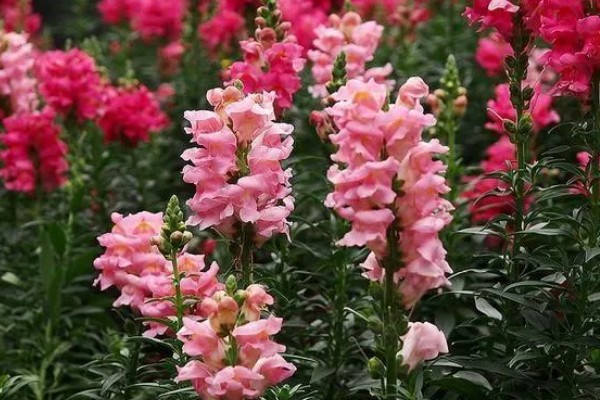 金鱼草有什么作用，可用来观赏、榨油、净化空气