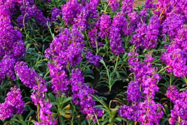 金鱼草有什么作用，可用来观赏、榨油、净化空气