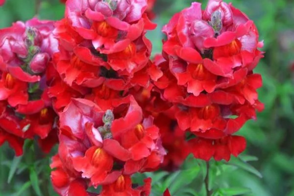 金鱼草有什么作用，可用来观赏、榨油、净化空气