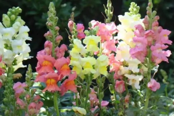 金鱼草有什么作用，可用来观赏、榨油、净化空气