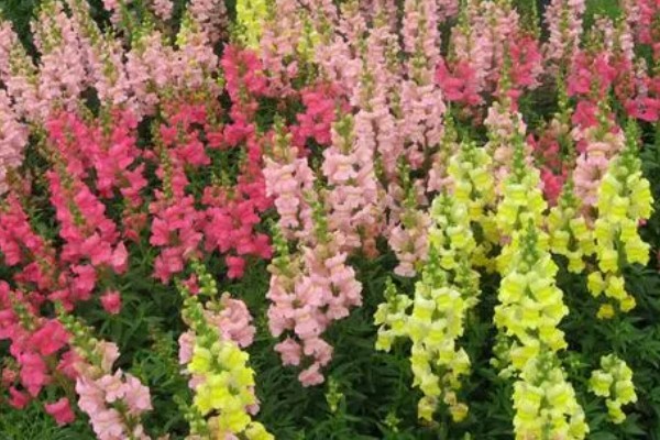 金鱼草有什么作用，可用来观赏、榨油、净化空气