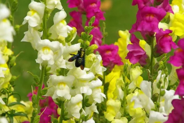 金鱼草有什么作用，可用来观赏、榨油、净化空气