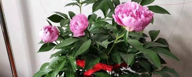 盆栽芍药的注意事项，选择比较大也比较深的花盆