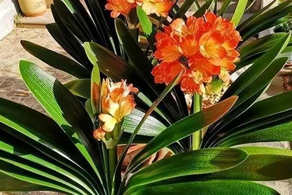 送君子兰的寓意，寓意品德高尚、高雅尊贵等