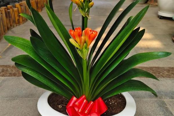 送君子兰的寓意，寓意品德高尚、高雅尊贵等