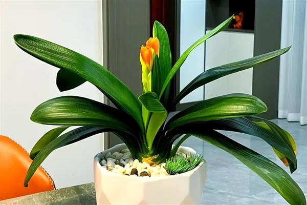 送君子兰的寓意，寓意品德高尚、高雅尊贵等