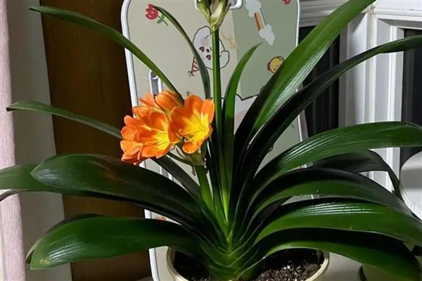 送君子兰的寓意，寓意品德高尚、高雅尊贵等