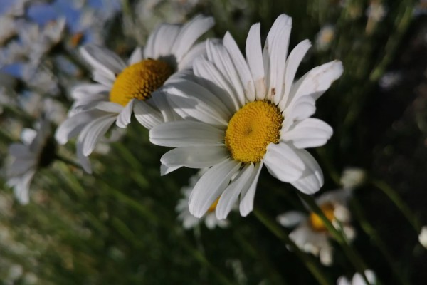 雏菊有什么花语，代表快乐、暗恋、离别等含义
