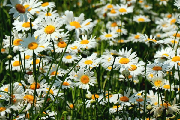 雏菊有什么花语，代表快乐、暗恋、离别等含义