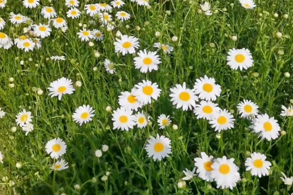 雏菊有什么花语，代表快乐、暗恋、离别等含义