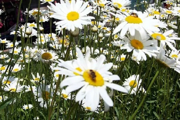 雏菊有什么花语，代表快乐、暗恋、离别等含义