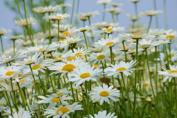 雏菊有什么花语，代表快乐、暗恋、离别等含义