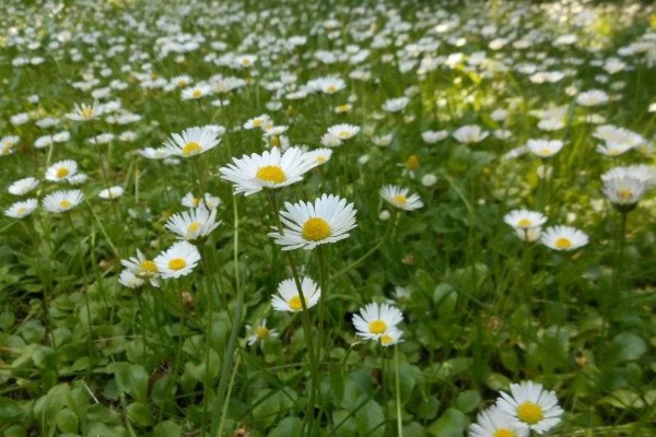 雏菊有什么花语，代表快乐、暗恋、离别等含义