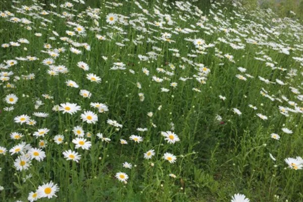 雏菊有什么花语，代表快乐、暗恋、离别等含义