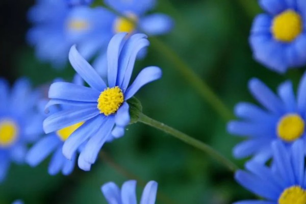 雏菊有什么花语，代表快乐、暗恋、离别等含义