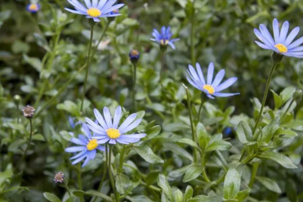 雏菊有什么花语，代表快乐、暗恋、离别等含义