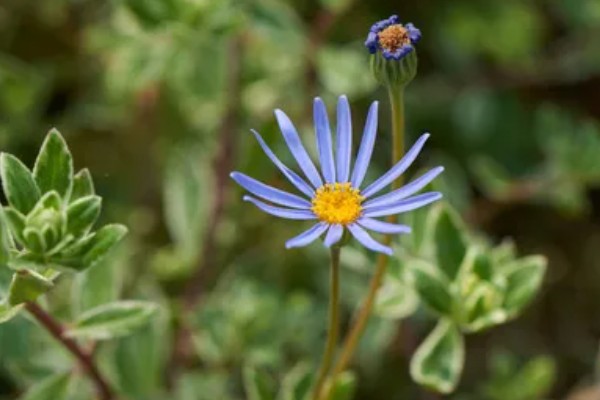 雏菊有什么花语，代表快乐、暗恋、离别等含义