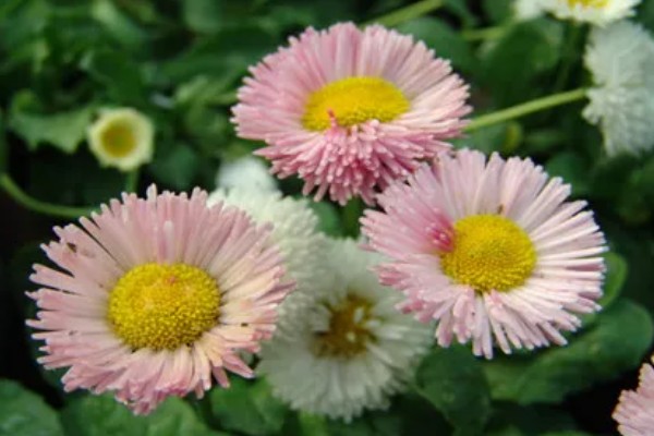 雏菊有什么花语，代表快乐、暗恋、离别等含义