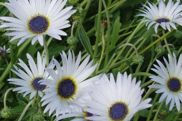 雏菊有什么花语，代表快乐、暗恋、离别等含义