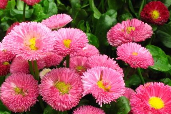 雏菊有什么花语，代表快乐、暗恋、离别等含义