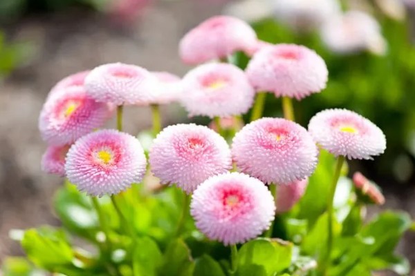 雏菊有什么花语，代表快乐、暗恋、离别等含义