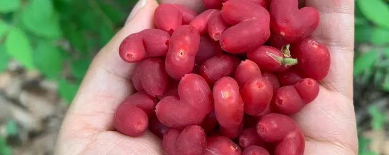 杈杷果的存放时间，放在通风阴凉处可保存一周左右