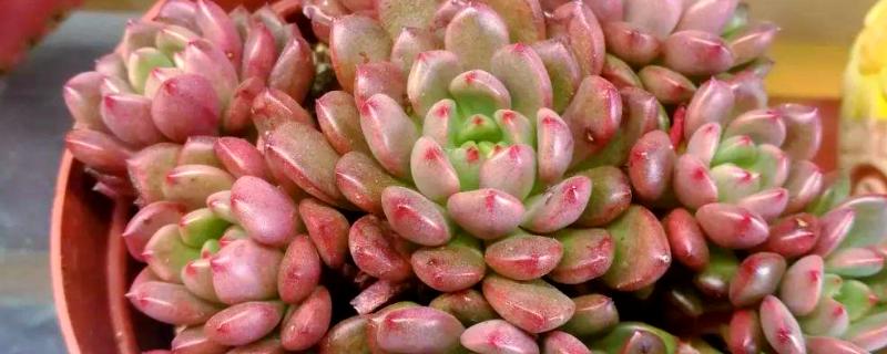 多肉红宝石不变红的原因，可能是温差小、光照强烈等因素造成