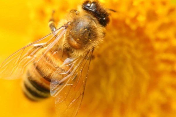 排蜂和蜜蜂有什么区别，排蜂是未驯化的野生蜂种