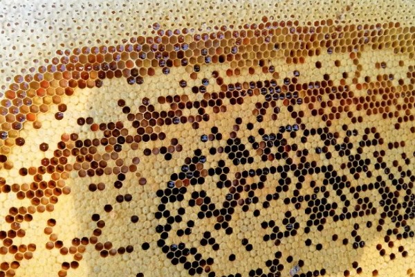 排蜂和蜜蜂有什么区别，排蜂是未驯化的野生蜂种