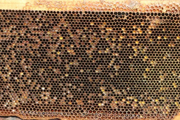 排蜂和蜜蜂有什么区别，排蜂是未驯化的野生蜂种