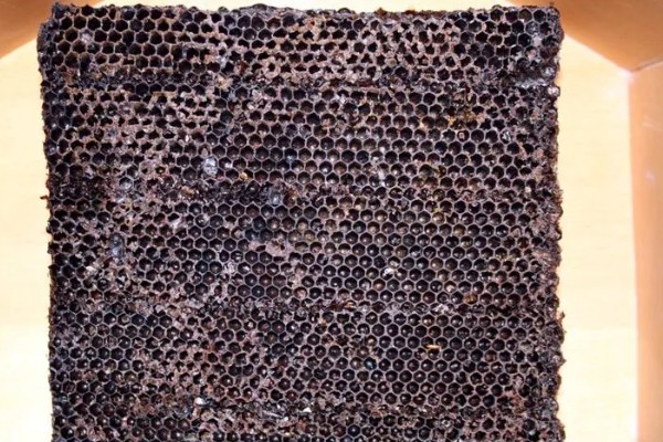 排蜂和蜜蜂有什么区别，排蜂是未驯化的野生蜂种