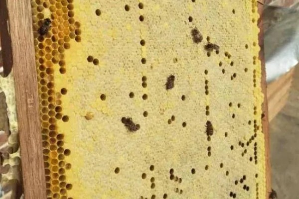 排蜂和蜜蜂有什么区别，排蜂是未驯化的野生蜂种