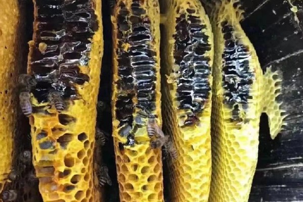 排蜂和蜜蜂有什么区别，排蜂是未驯化的野生蜂种